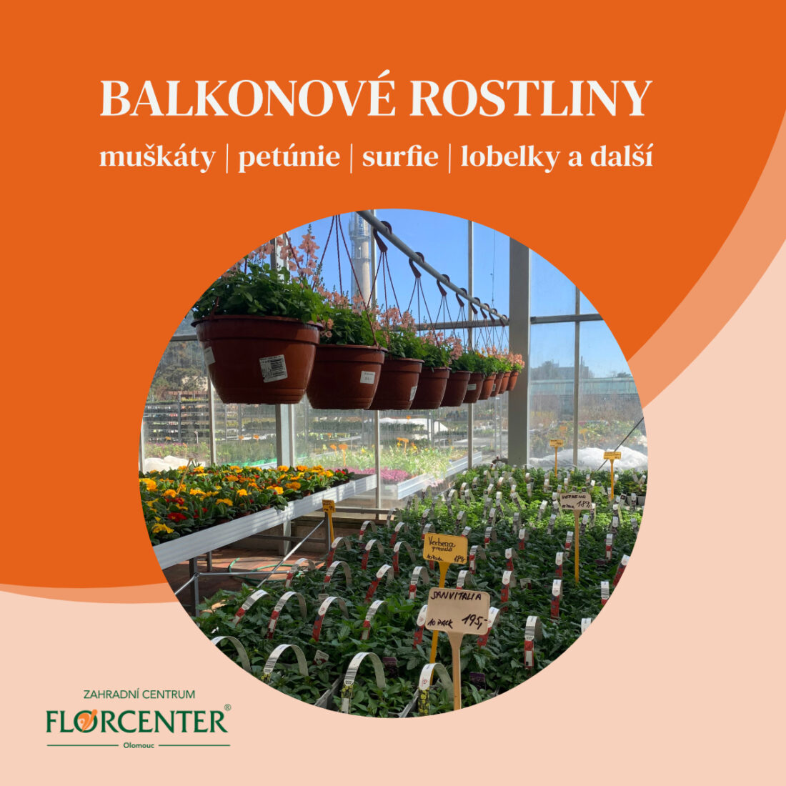 Balkonové rostliny