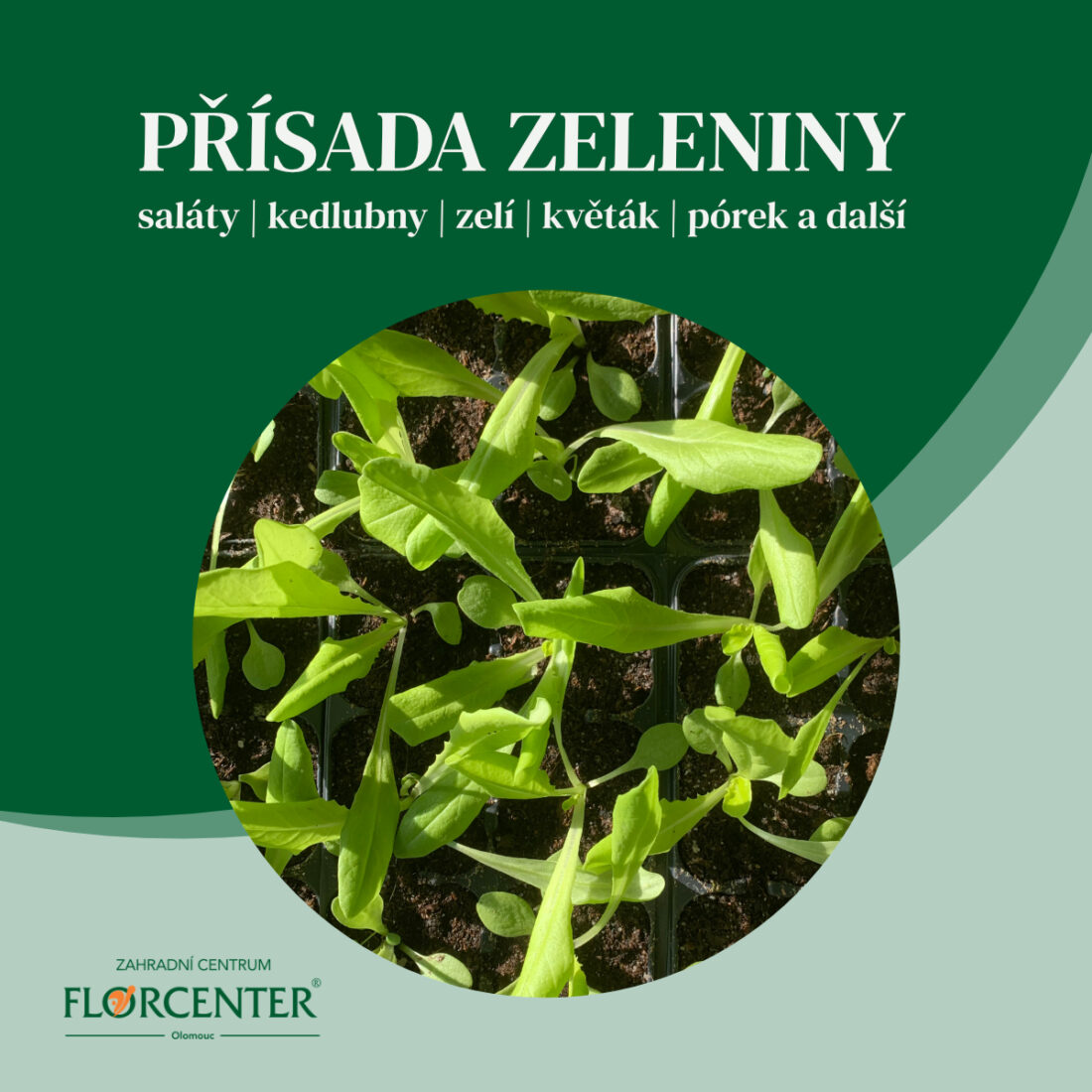 Přísada zeleniny