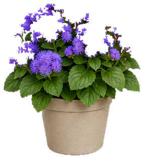 Rostlina: Ageratum
