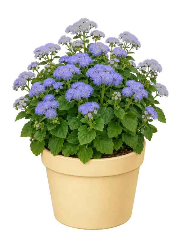 Rostlina: Ageratum
