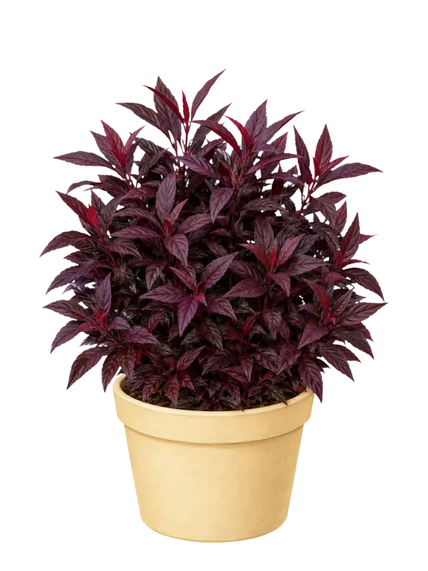 Rostlina: Alternanthera