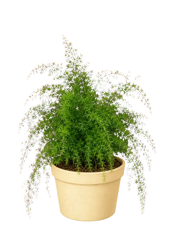 Rostlina: Asparagus sprengerii