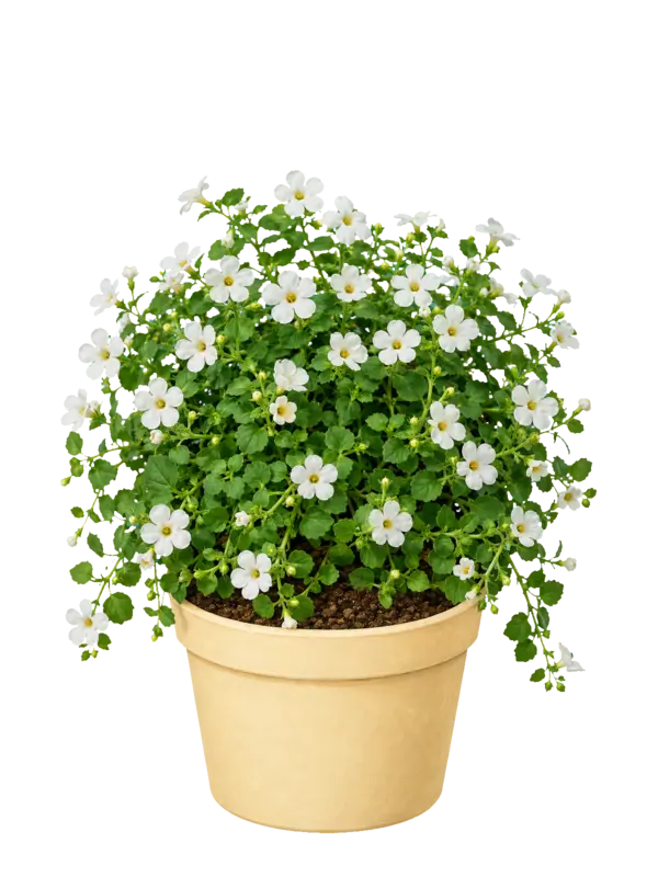 Rostlina: Bacopa