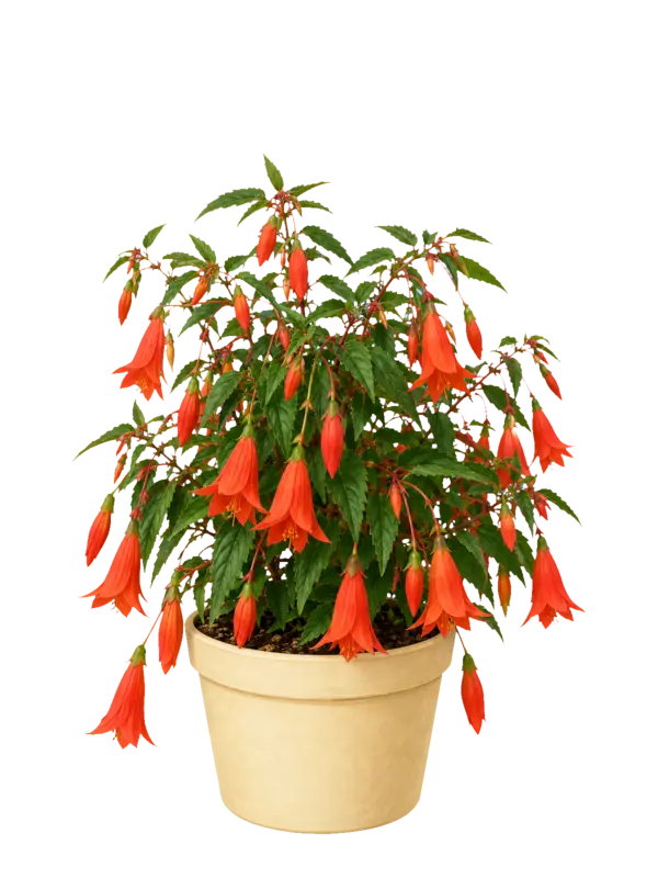 Rostlina: Begonia boliviensis