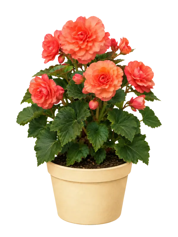 Rostlina: Begonia × tuberhybrida