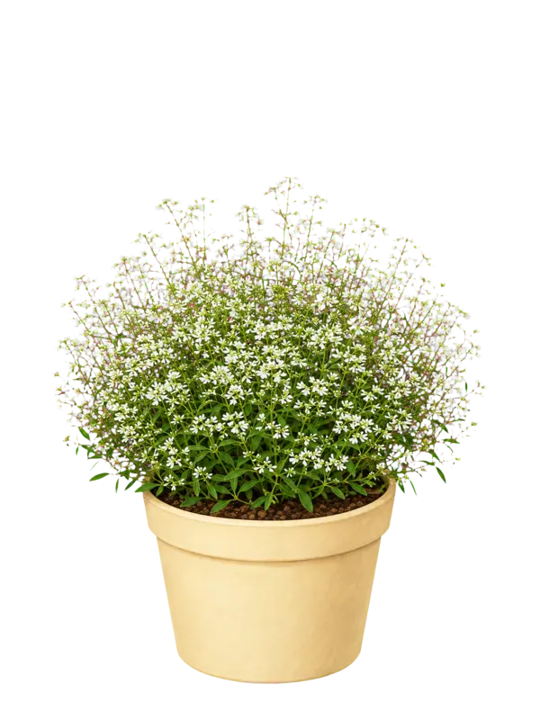 Rostlina: Chamaesyce (letní Euphorbia)