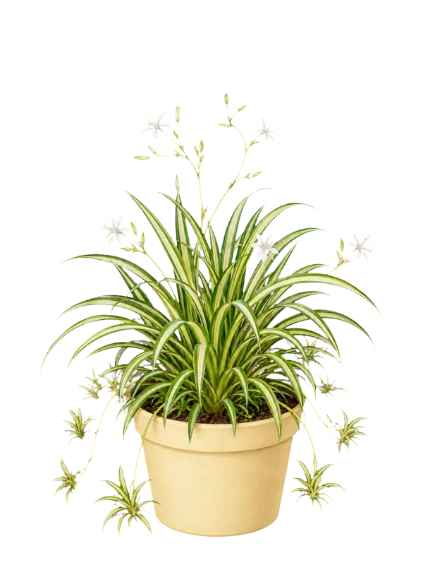 Rostlina: Chlorophytum