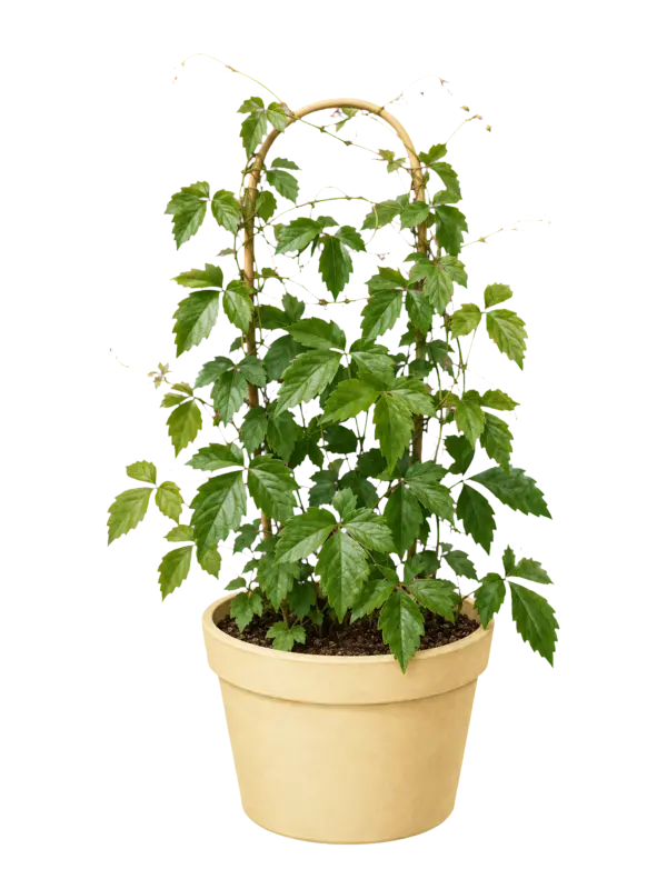 Rostlina: Cissus