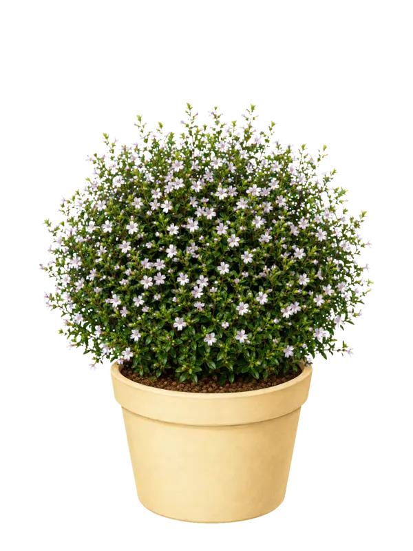 Rostlina: Cuphea hyssopifolia