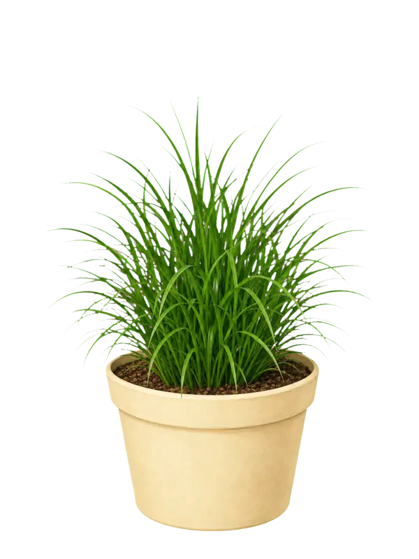 Rostlina: Cyperus Zumula
