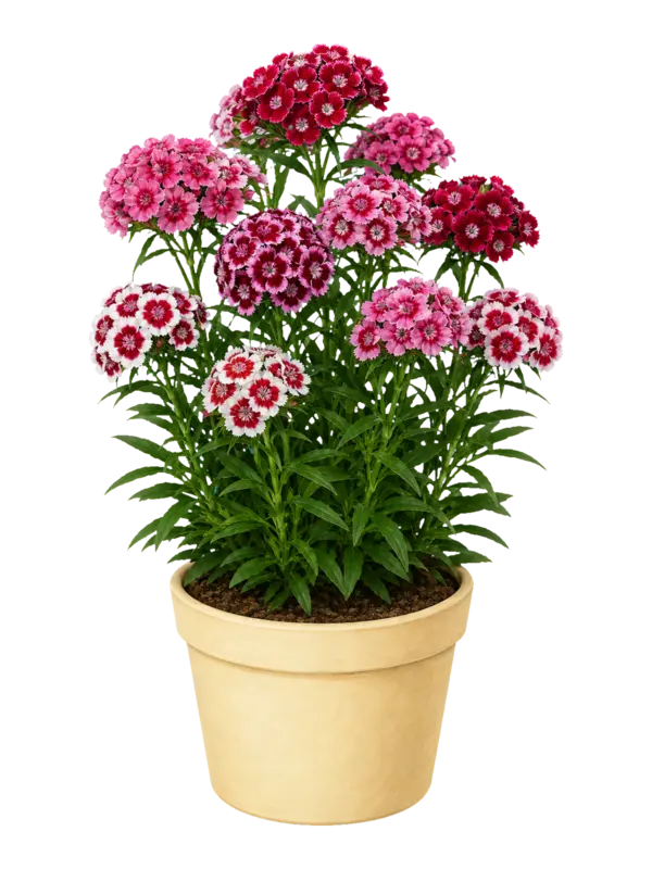Rostlina: Dianthus barbatus