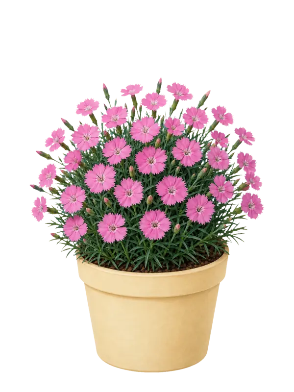 Rostlina: Dianthus Kahori
