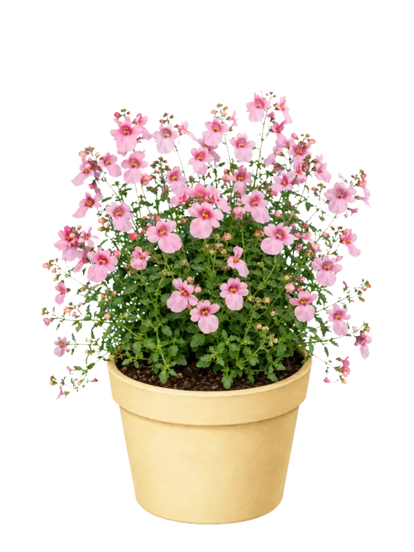 Rostlina: Diascia