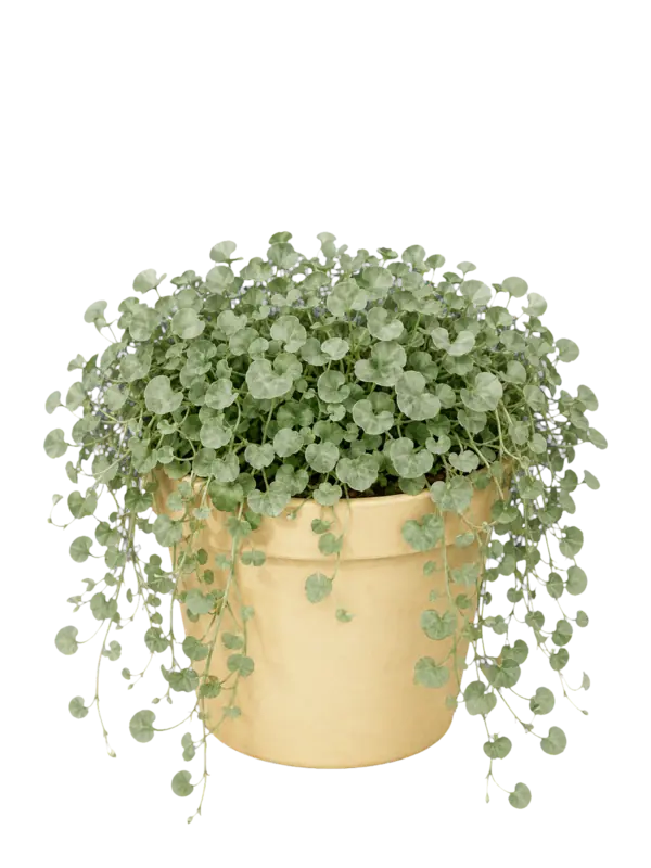 Rostlina: Dichondra