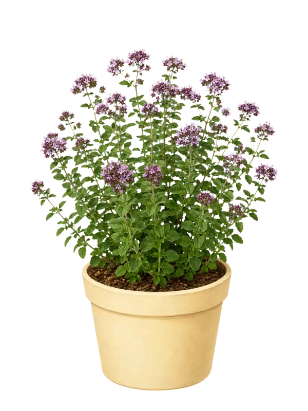 Rostlina: Dobromysl (Origanum)