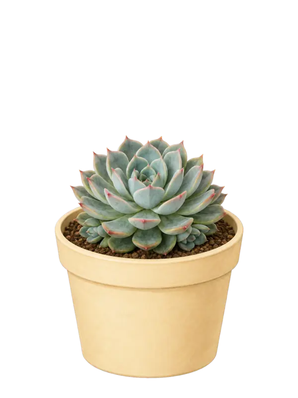 Rostlina: Echeveria