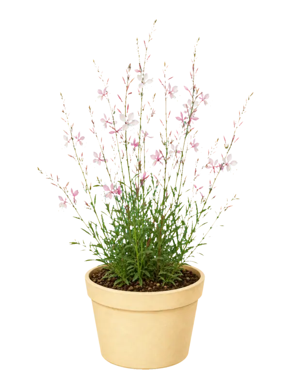 Rostlina: Gaura
