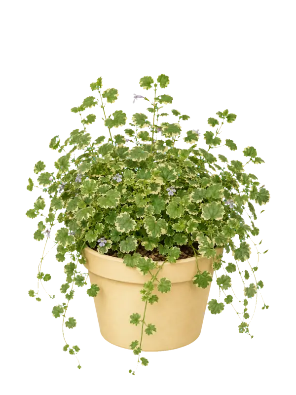 Rostlina: Glechoma