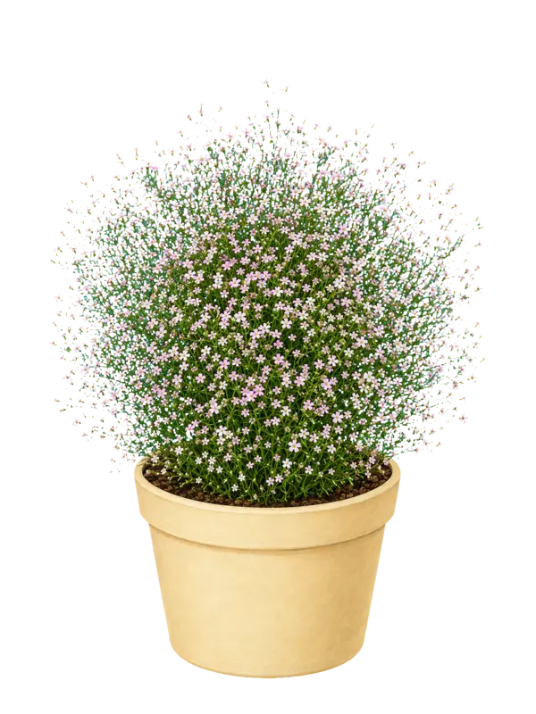Rostlina: Gypsophila muralis