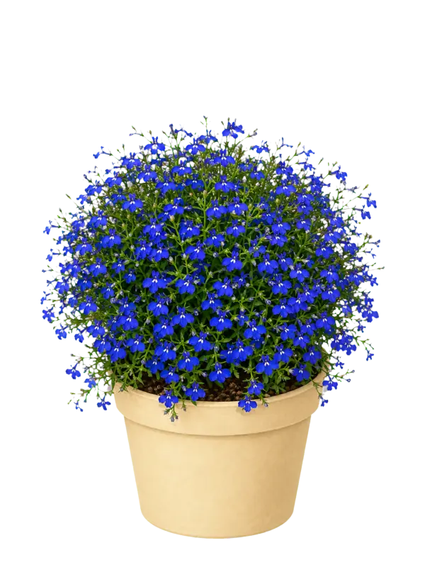 Rostlina: Lobelia erinus