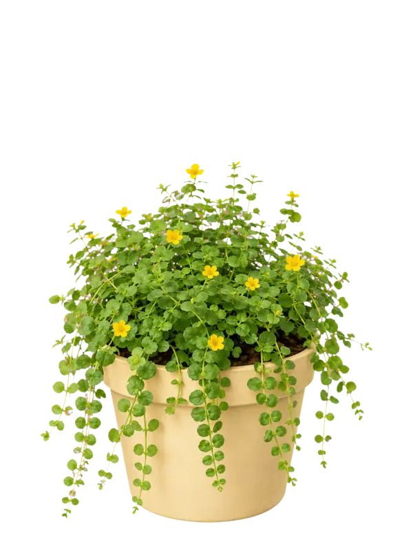 Rostlina: Lysimachia