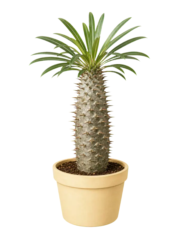 Rostlina: Pachypodium lamerei