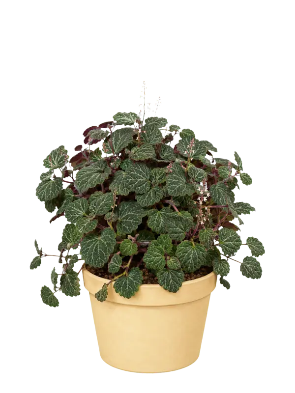 Rostlina: Plectranthus oertendahlii