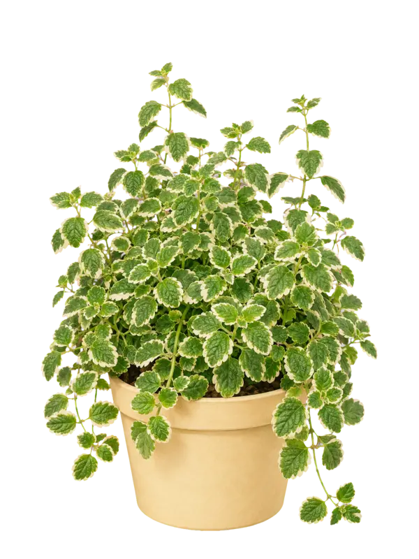 Rostlina: Plectranthus