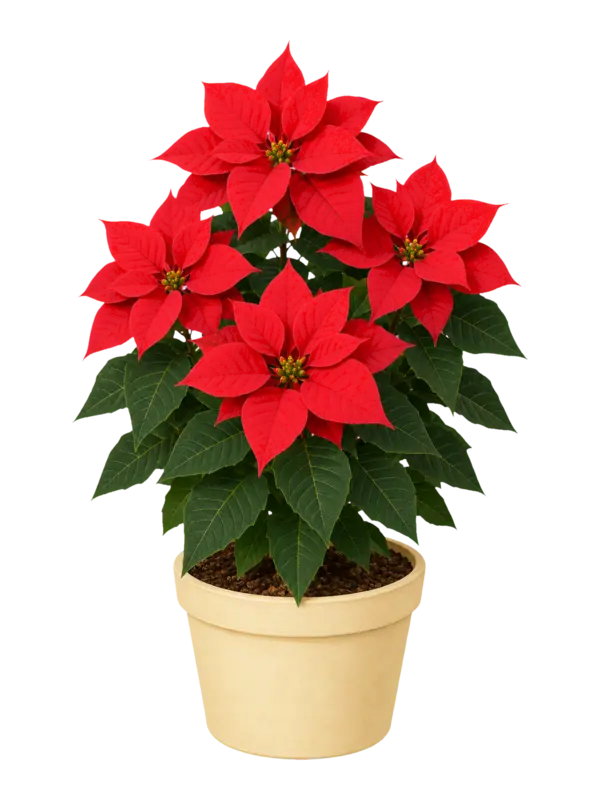 Rostlina: Poinsettia (Euphorbia pulcherrima)
