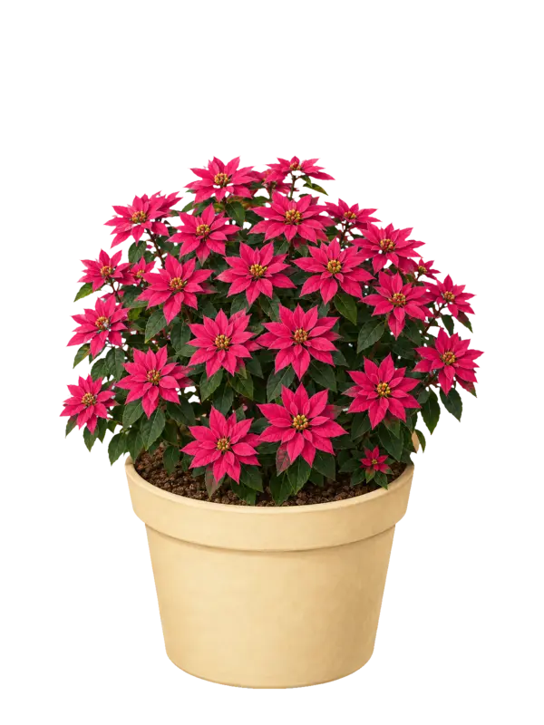 Rostlina: Princettia (Euphorbia hybrid)