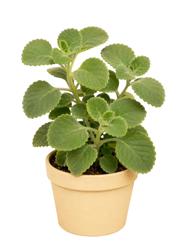Rostlina: Rýmovník (Plectranthus amboinicus)
