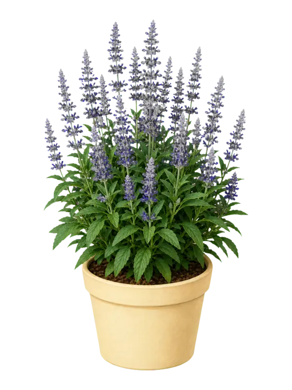 Rostlina: Salvia farinacea