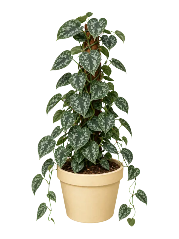 Rostlina: Scindapsus