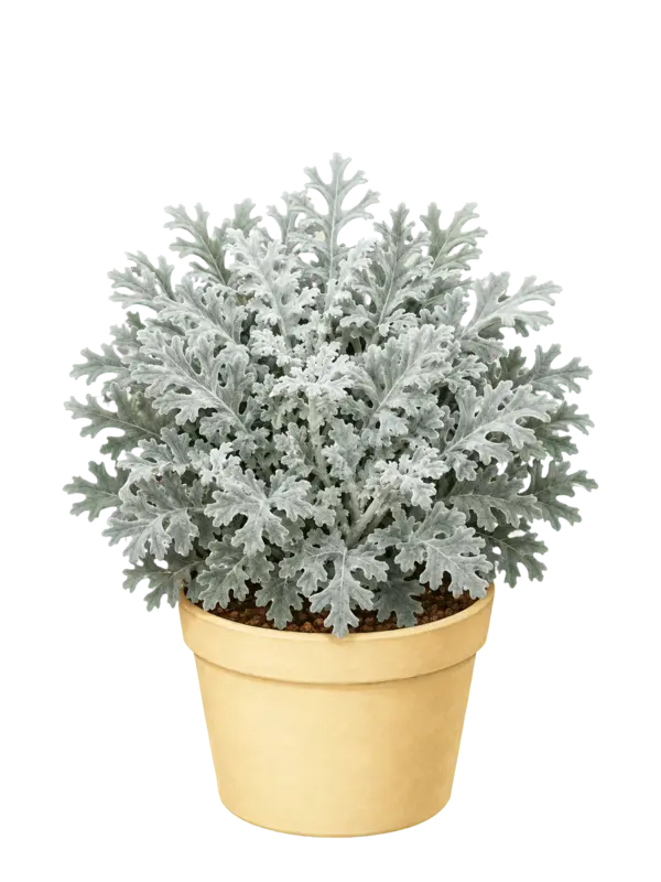 Rostlina: Senecio maritima