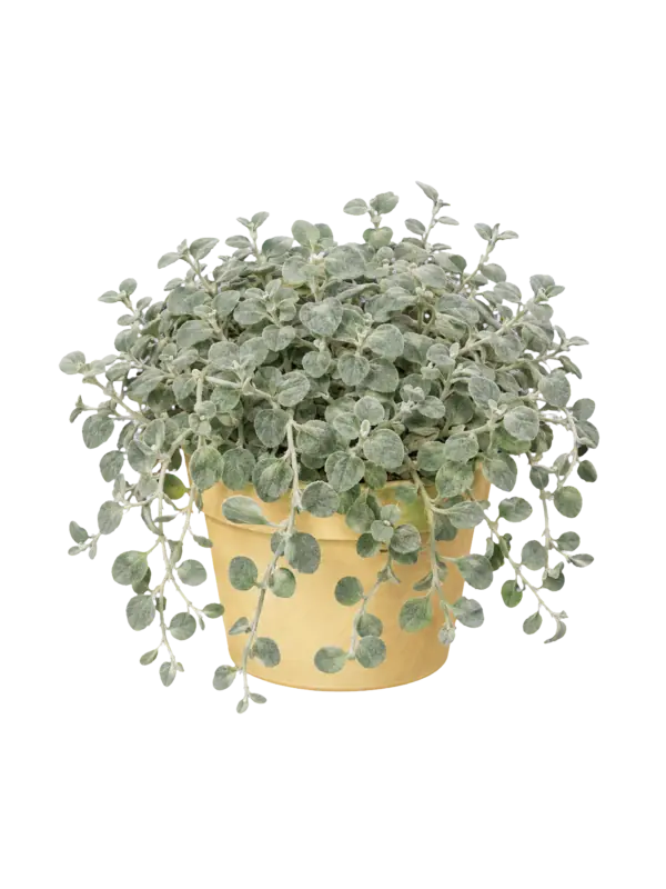 Rostlina: Helichrysum petiolare