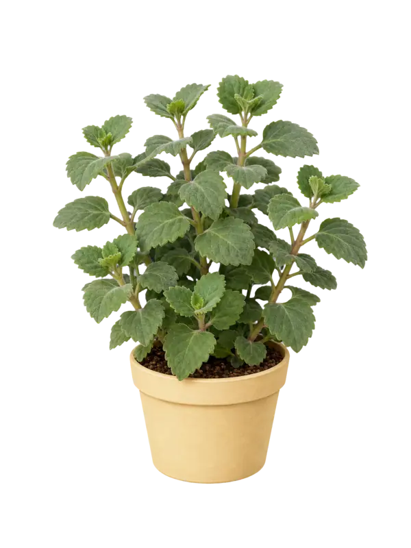 Rostlina: Migrenovník (Tetradenia species)