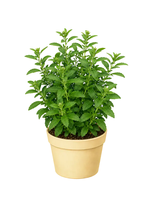 Rostlina: Stevia